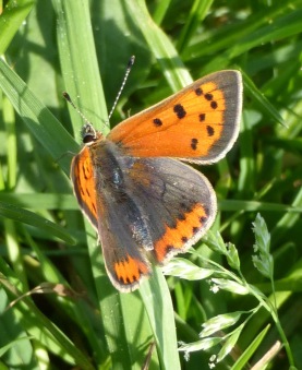 mopana-beautiful-colored-butterfly-01